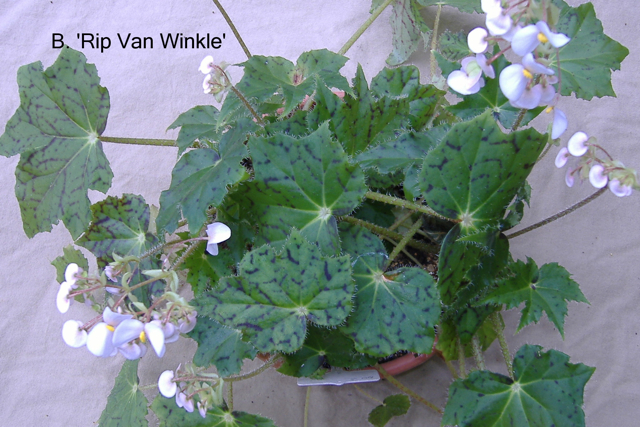 B. ‘Rip Van Winkle’